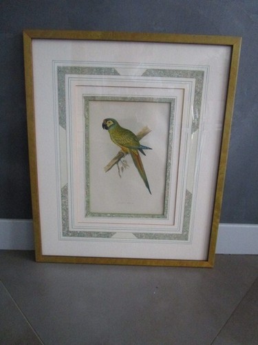 Gravure oiseau ancienne - gravure, d'oiseau
