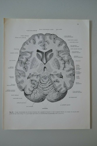 Planche anatomie humaine - planche, d'anatomie
