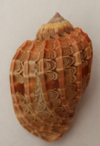Coquillage lot 2 cymbiola - 2,