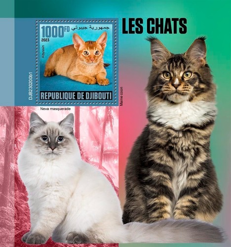 Cats abyssinian neva - cats,