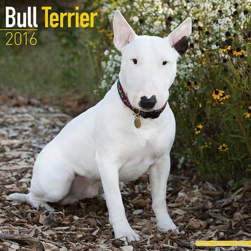 Calendrier 2016 bull terrier - -,