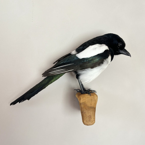 Taxidermy magpie wall mount - magpie,