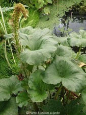 Gunnera perpensa °  1 plant