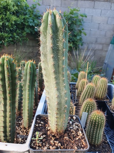 Cactus cierge echinopsis - cierge,