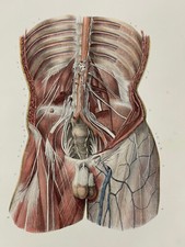 Grande planche anatomie