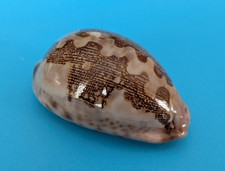Cypraea mappa viridis
