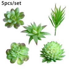 5x Plantes Succulentes