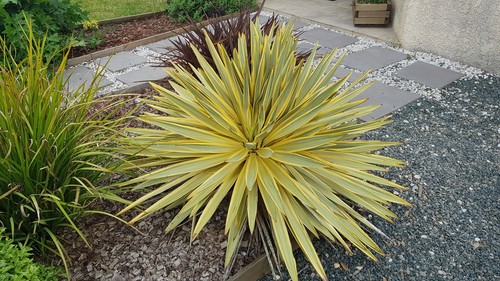 Yucca gloriosa citrus - yucca,