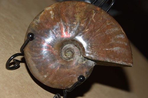 Ammonite aioloceras besairiei - ammonite,