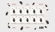 austria 2024 autriche insect pit Beetles Carabus Nodulosus Escarabajos 10v FULL