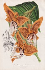Orchidée Stanhopea Fleur Botanique Stroobant Litho