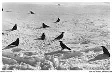 ASHP16-1065-ANIMAUX - ALPENDOHLEN - CHOUCAS