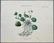 Herbier Hydrocharide ou petit nénuphar Gravure couleur v. 1860 par Audouit