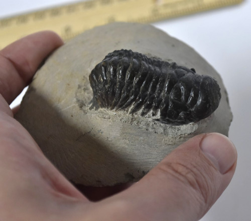 Trilobite fossil - trilobite,