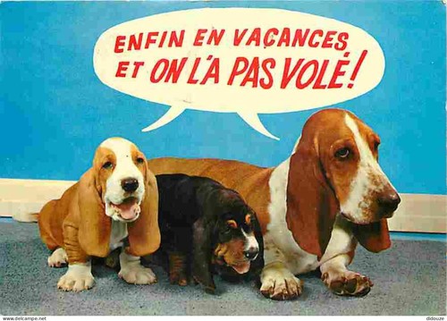 Carte postale animaux - carte,