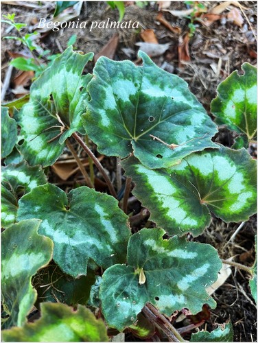 Begonia palmata bégonia - °,