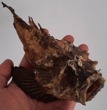 curiosité , taxidermie