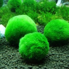 Lot de 3 Boules de Cladophora pour Aquarium Eau Douce - lebonaqua