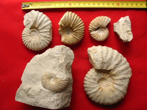 Six ammonites cénomanien - six, du