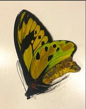 Ornithoptera Tithonus