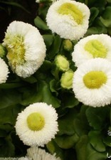 ♫ PAQUERETTE 'Pomponette