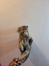 Ecureuil empaillé sur une