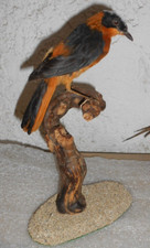 Ancienne Taxidermie Oiseau  Naturalisé taxidermy cabinet de curiosité