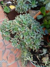  grand lot BOUTURES plantes façiles a vivre EXTéRIEUR mur,végétal  terrasse 