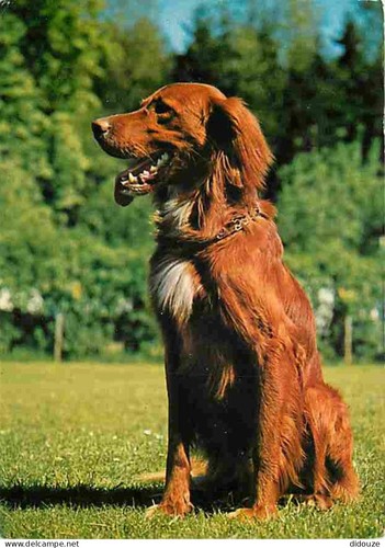 Carte postale animaux - carte,