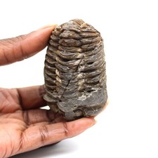 Trilobite fossile 75gr 70mm