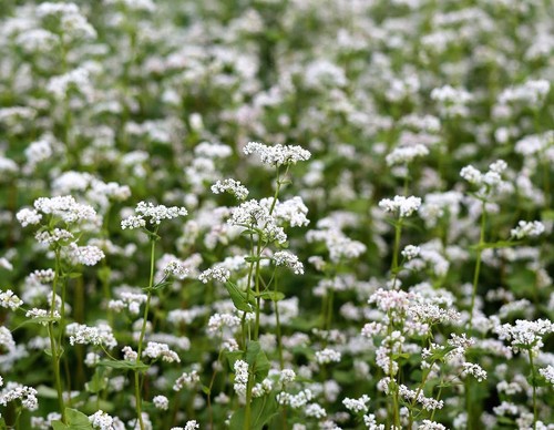 Graines sarrasin engrais - graines,