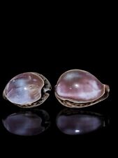 Lot De Coquillages Cypraea tigris Violet - Shells