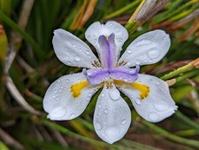 Dietes grandiflora - 1 Plant