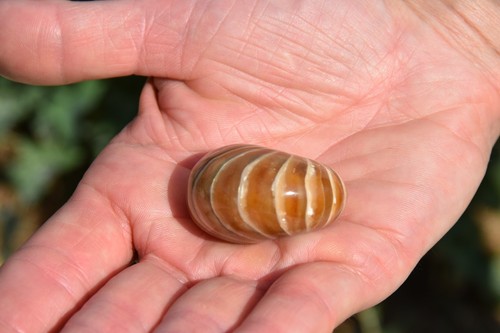 Cymatoceras sakalavus albien - ,