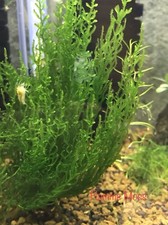 mousse aquarium Flamme Moss