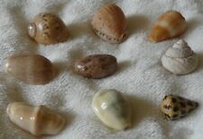 Lot de 9 coquillages de