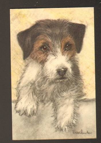 Chien fox terrier - chien,