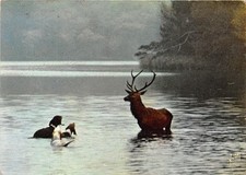 41-LA CHASSE A COURRE-N�T243-D/0013