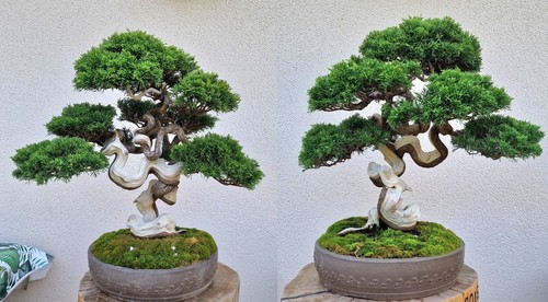 Bonsaï de juniperus chinensis