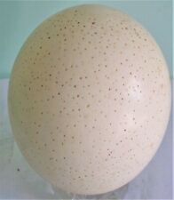 Oeuf d'autruche naturel belle coquille