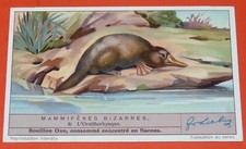 CHROMO 1937 LIEBIG SERIE 1359 MAMMIFERES BIZARRES ORNITHORYNQUE AUSTRALIE
