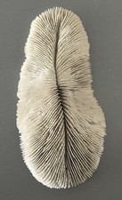 Exceptionnel Magnifique corail