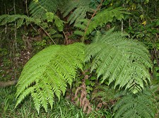 Fern spore - CYATHEA