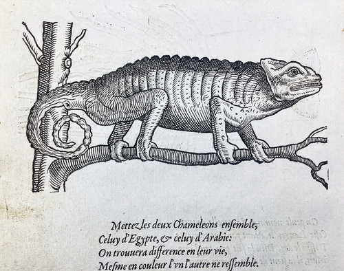 Caméléon langouste 155 - caméléon,