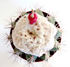 Melocactus caesius 10 SEEDS -