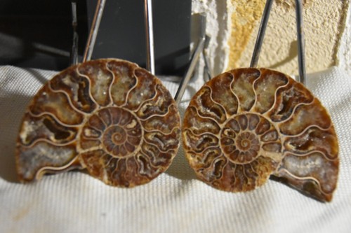 Rare ammonite siée - ammonite, aioloceras
