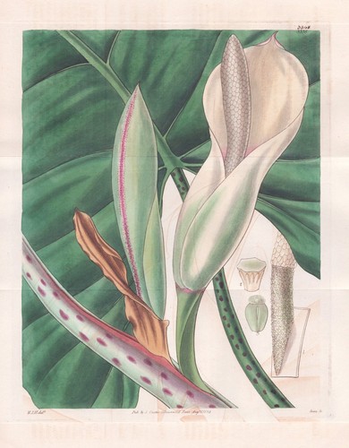 Caladium grandiflorum gravure - grandiflorum,