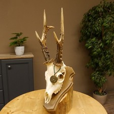 Poids Actuel Du Bois De Cerf