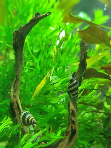 Escargots aquarium helena - escargots,