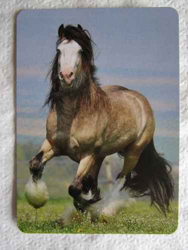 Horses swap card - horses, card~modern